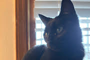 Miss Batman, Young Domestic Short Hair (short coat), cat for adoption in Hickory, North Carolina