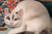California, an adoptable Ragdoll in MORGANTON, NC
