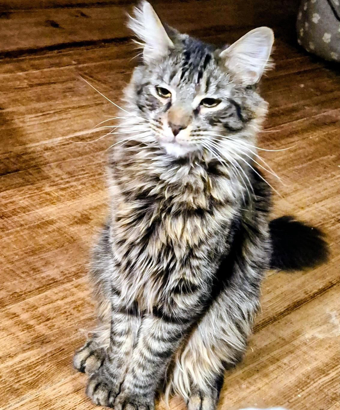 Johny B Good, Domestic Short Hair