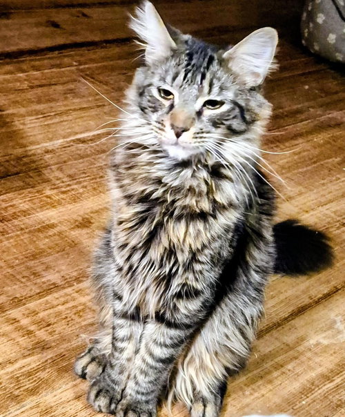 Johny B Good, Domestic Short Hair, cat for adoption in Hickory, North Carolina
