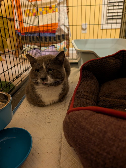 Pistachio, an adoptable Domestic Short Hair in MORGANTON, NC