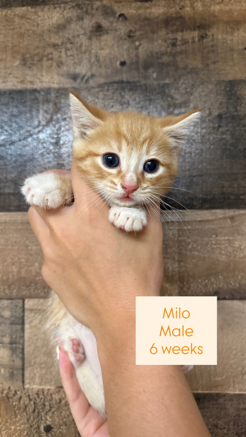 Milo, a cat for adoption from The Cats' Cradle of NC