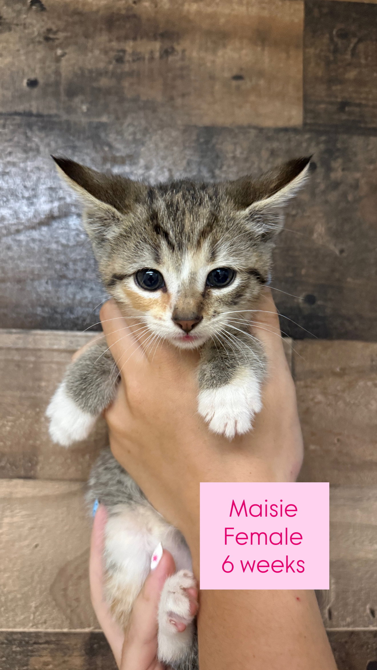 Maisie, Domestic Short Hair