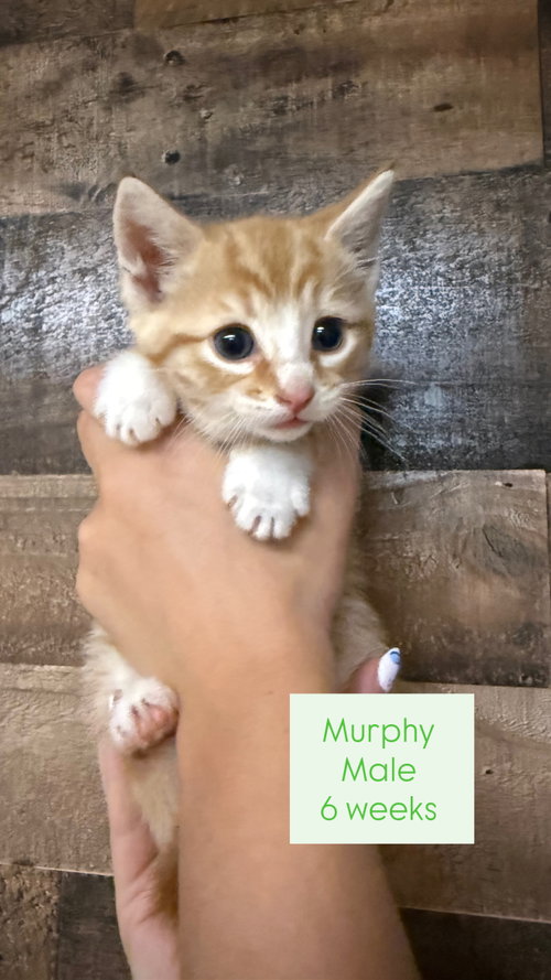 Murphy, a cat for adoption from The Cats' Cradle of NC