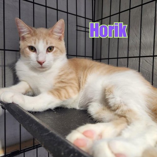 Horik, an adoptable Tabby in Victoria, TX