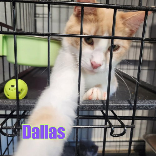 Dallas, an adoptable Tabby in Victoria, TX