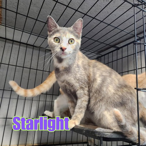 Starlight, an adoptable Dilute Tortoiseshell in Victoria, TX