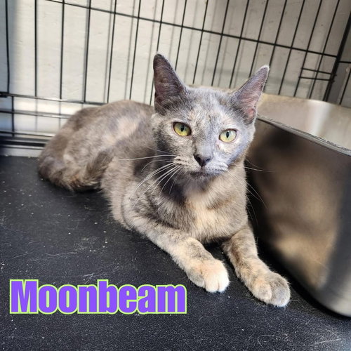 Moonbeam, an adoptable Dilute Tortoiseshell in Victoria, TX
