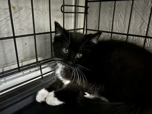 Koe, an adoptable Tuxedo in Victoria, TX