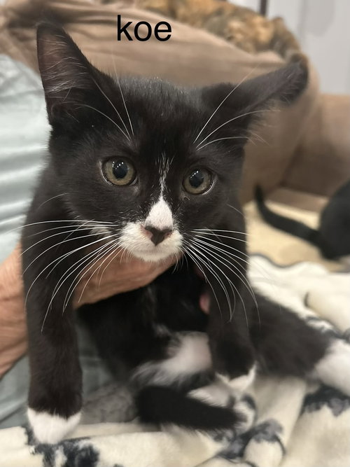 Koe, an adoptable Tuxedo in Victoria, TX