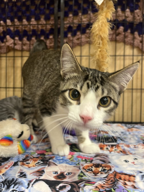 Frodo, an adoptable Tabby in Victoria, TX