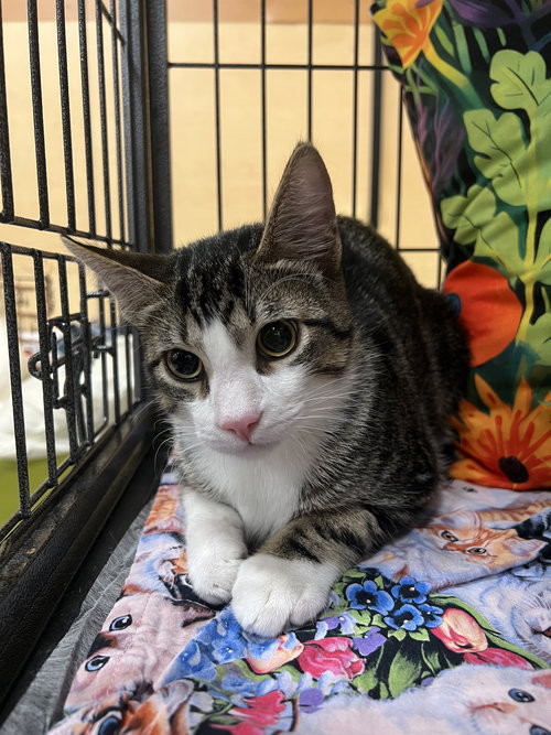 Samwise, an adoptable Tabby in Victoria, TX