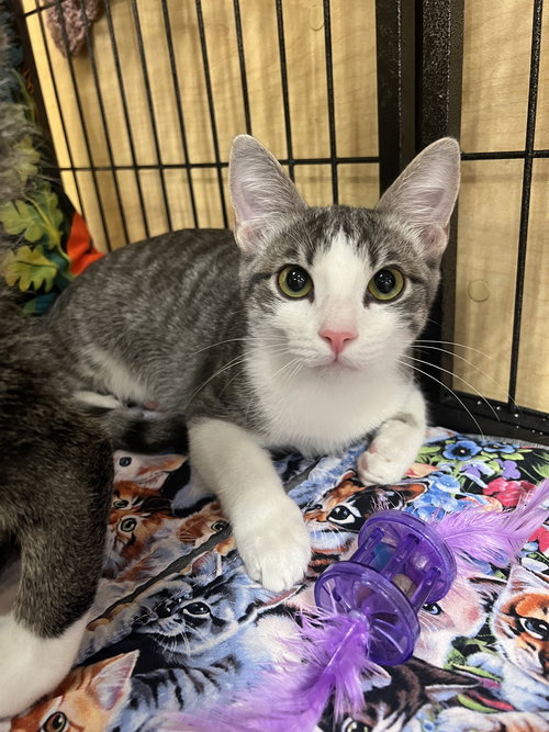 Rosie, an adoptable Tabby in Victoria, TX