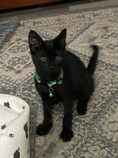 Buttercup, a cat for adoption from Victoria Trap Neuter Return