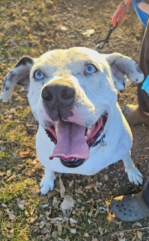 Photo of Frankie