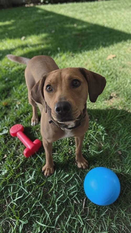 Mandy, an adoptable Black Mouth Cur in Berlin, NJ