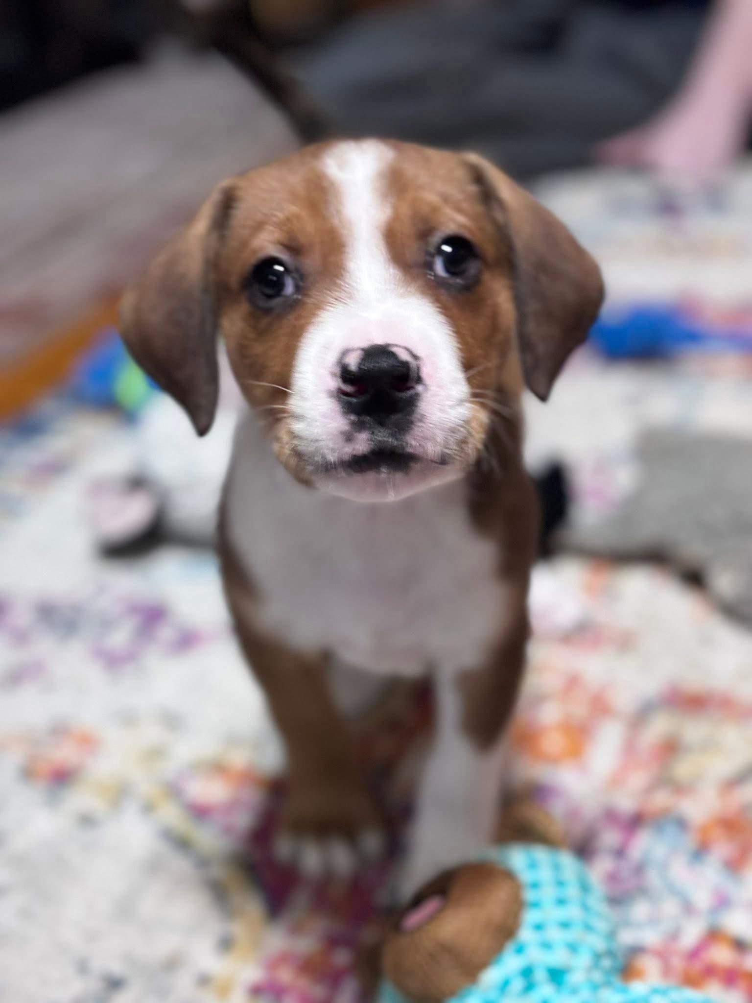 Fozzie