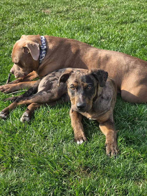 Athena, an adoptable Catahoula Leopard Dog in Berlin, NJ