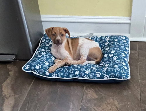 Merry, an adoptable Hound in Berlin, NJ
