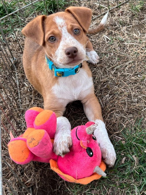 JJ, an adoptable Hound in Berlin, NJ