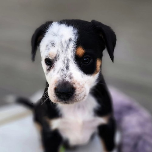Sydney, an adoptable Australian Cattle Dog in Berlin, NJ