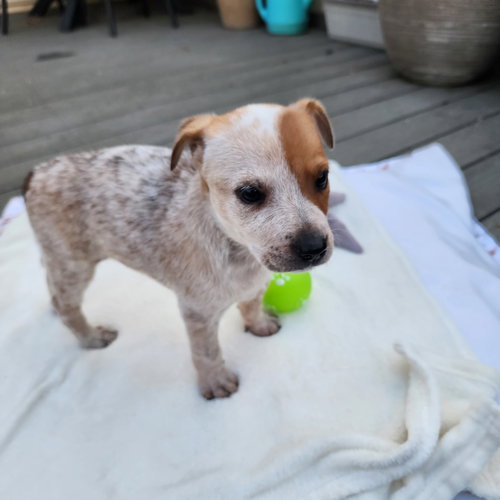 Sienna, an adoptable Australian Cattle Dog in Berlin, NJ