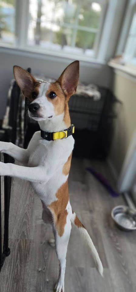 Bunny Lou, an adoptable Rat Terrier in Berlin, NJ