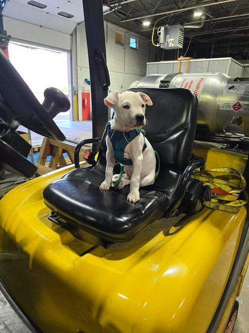 Porky Mario, an adoptable American Staffordshire Terrier in Berlin, NJ