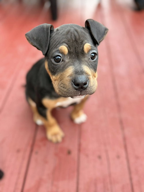 Biggie, an adoptable Terrier in Berlin, NJ