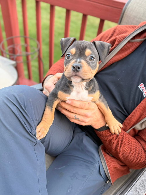 Tupac, an adoptable Bull Terrier in Berlin, NJ