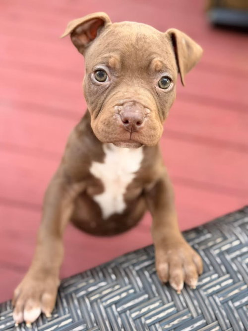 Nicki, an adoptable Terrier in Berlin, NJ