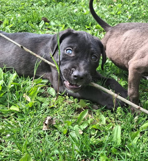 Artemis(Artie), an adoptable Labrador Retriever in Berlin, NJ