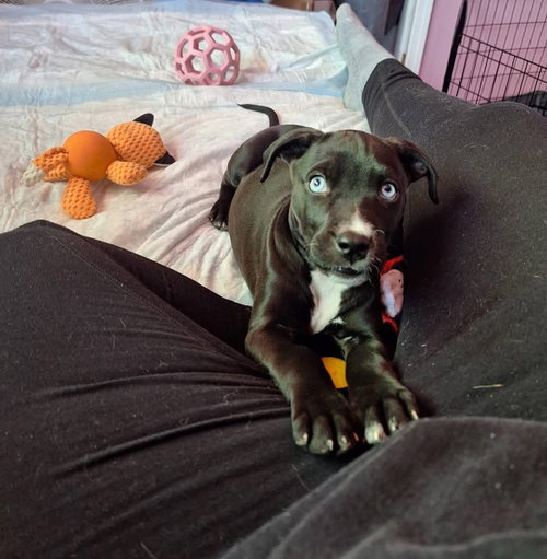 Bella, an adoptable Terrier in Berlin, NJ