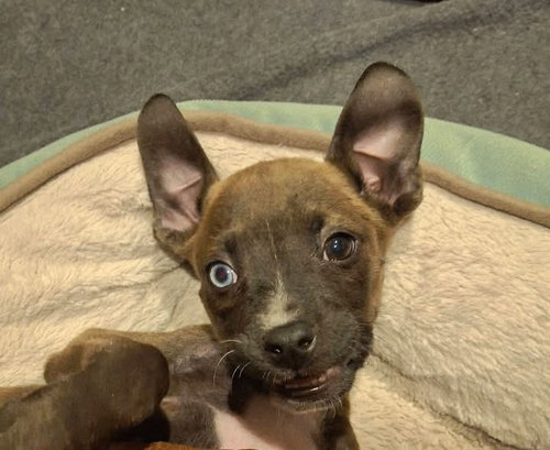 Appolonia(Polly), an adoptable Terrier in Berlin, NJ