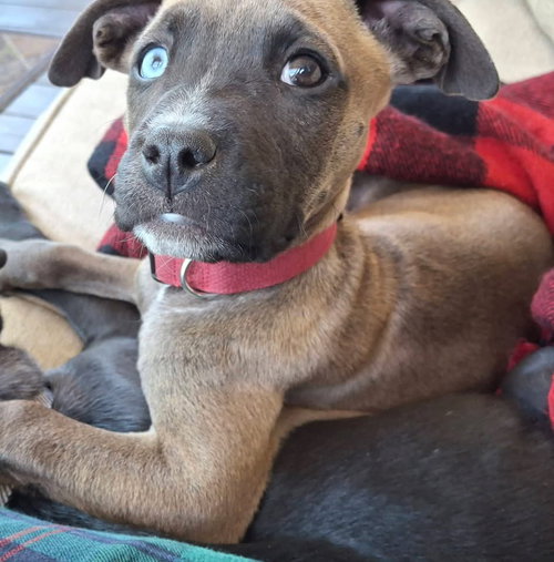 Appolonia(Polly), an adoptable Terrier in Berlin, NJ