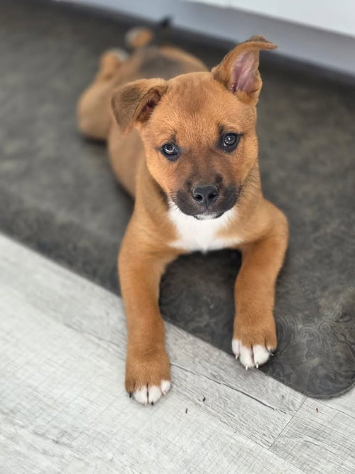 Ben, an adoptable Black Mouth Cur in Berlin, NJ