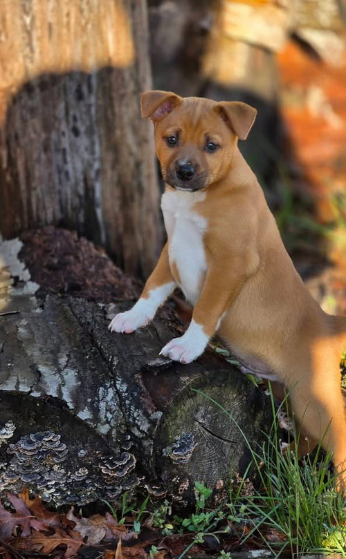 Teddy, an adoptable Black Mouth Cur in Berlin, NJ