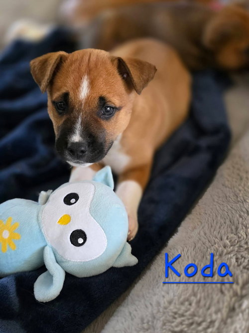 Koda, an adoptable Black Mouth Cur in Berlin, NJ