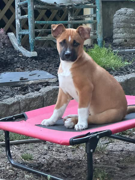 Koda, an adoptable Black Mouth Cur in Berlin, NJ