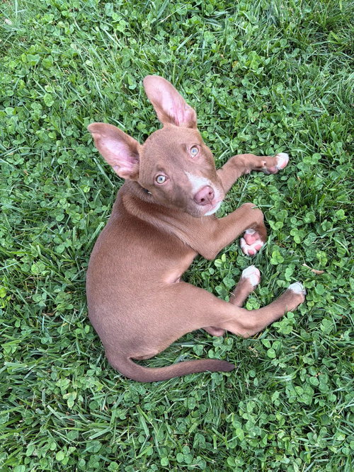 Cane, an adoptable Australian Kelpie in Berlin, NJ