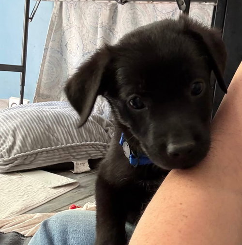 Prince, an adoptable Australian Shepherd in Berlin, NJ