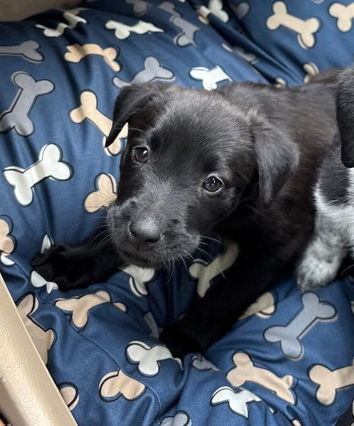 Cece, an adoptable Australian Cattle Dog in Berlin, NJ