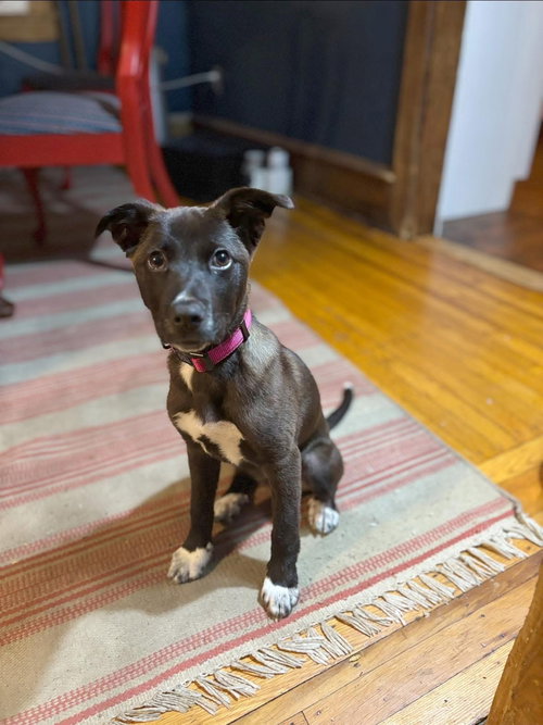 Wisp, an adoptable Black Mouth Cur in Berlin, NJ