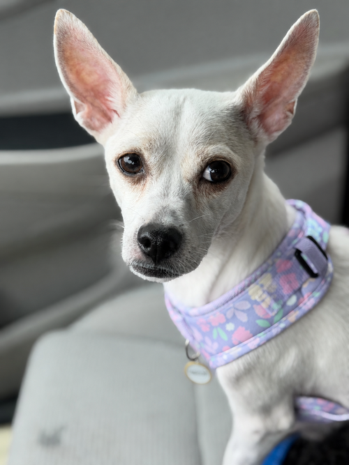 Blossom, an adoptable Chihuahua in Berlin, NJ