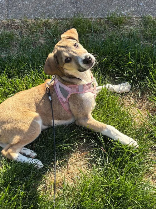 Pixel, an adoptable Shepherd in Berlin, NJ