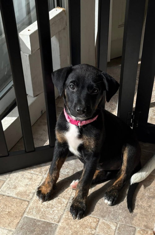 Zadie, an adoptable Labrador Retriever in Berlin, NJ