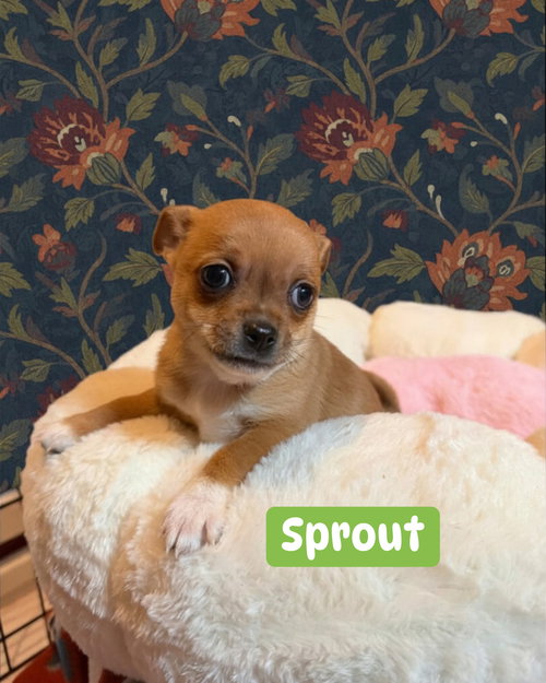 Sprout, an adoptable Chihuahua in Berlin, NJ