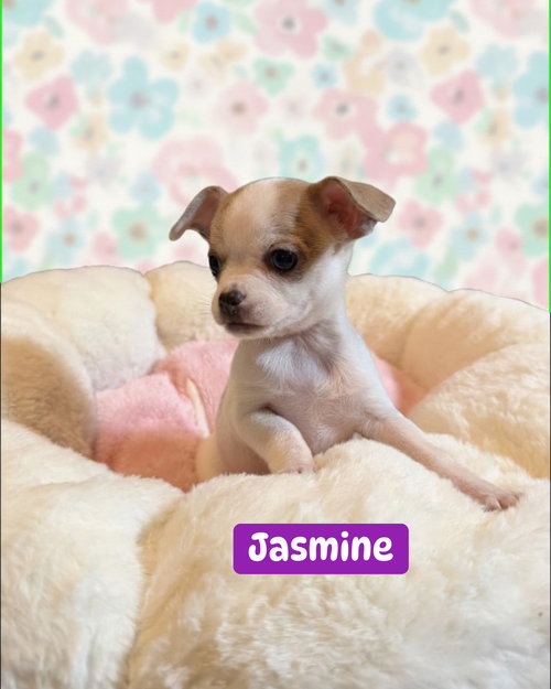 Jasmine, an adoptable Chihuahua in Berlin, NJ