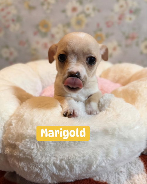 Marigold, an adoptable Chihuahua in Berlin, NJ