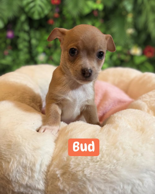 Bud, an adoptable Chihuahua in Berlin, NJ